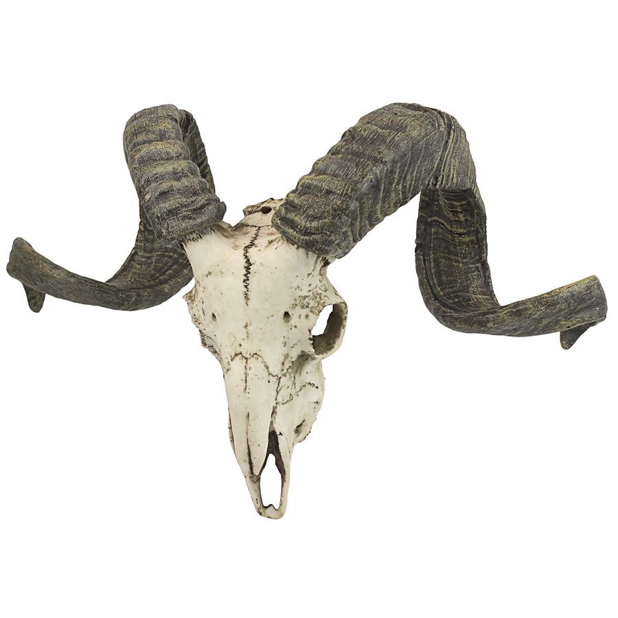 Corsican Ram Skull and Horns Trophy Wall Sculpture