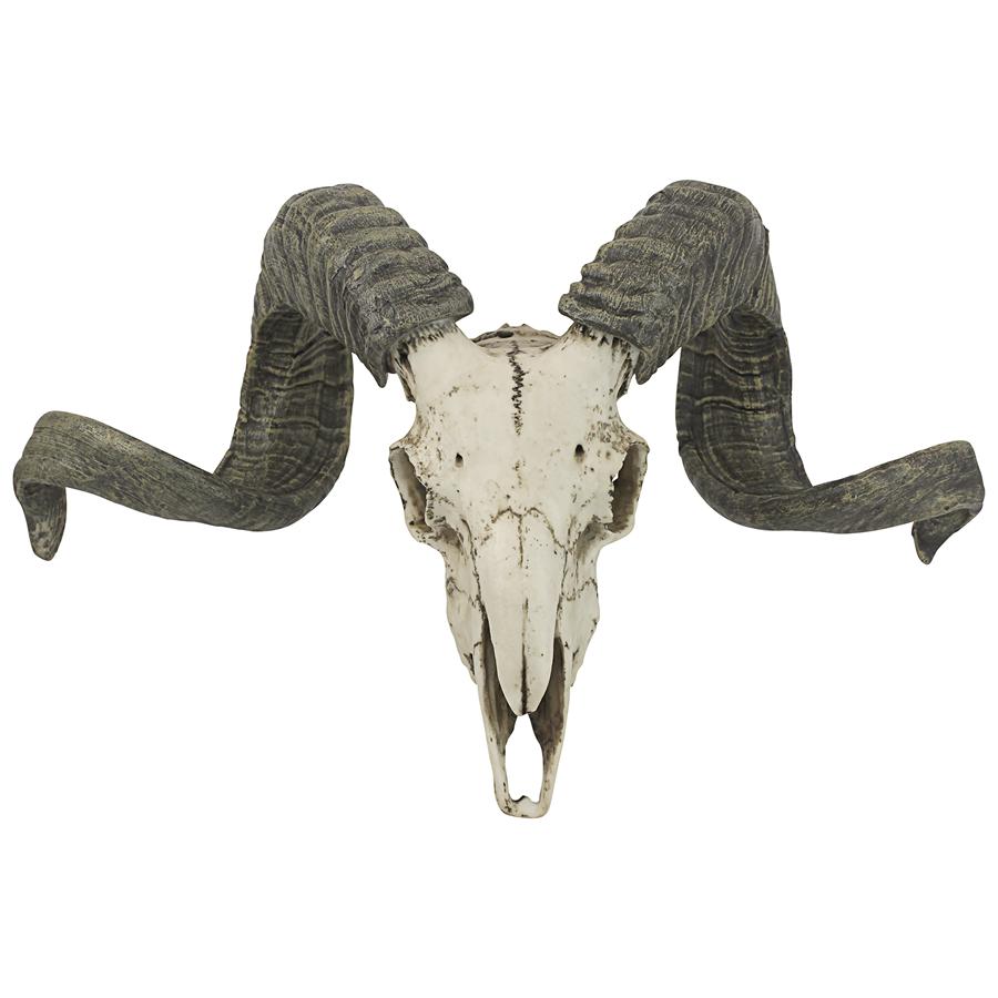 Corsican Ram Skull and Horns Trophy Wall Sculpture