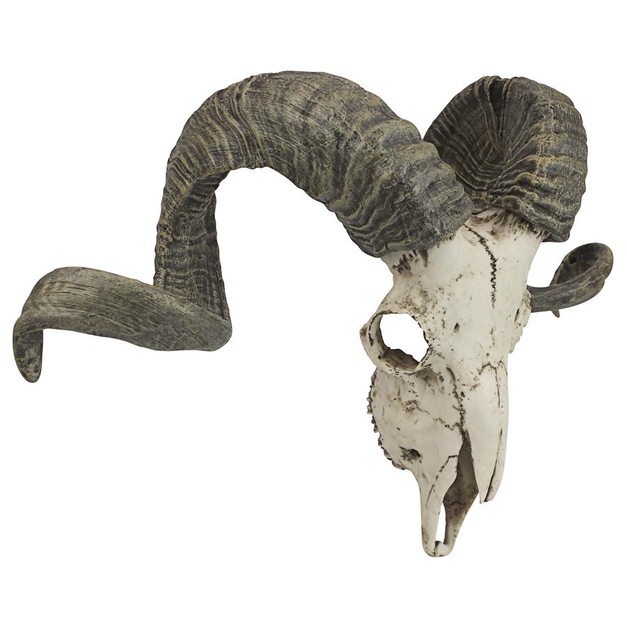 Corsican Ram Skull and Horns Trophy Wall Sculpture