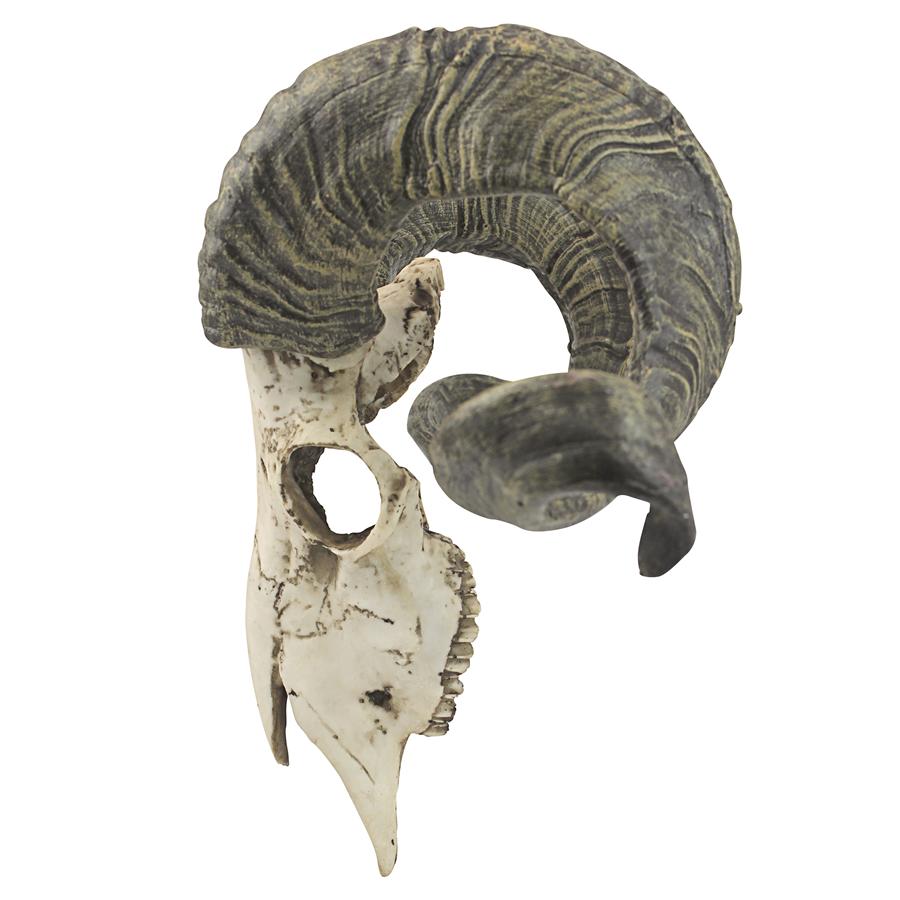 Corsican Ram Skull and Horns Trophy Wall Sculpture