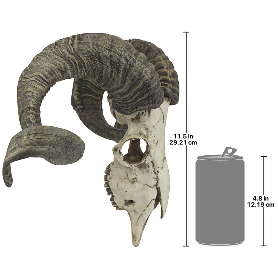 Corsican Ram Skull and Horns Trophy Wall Sculpture