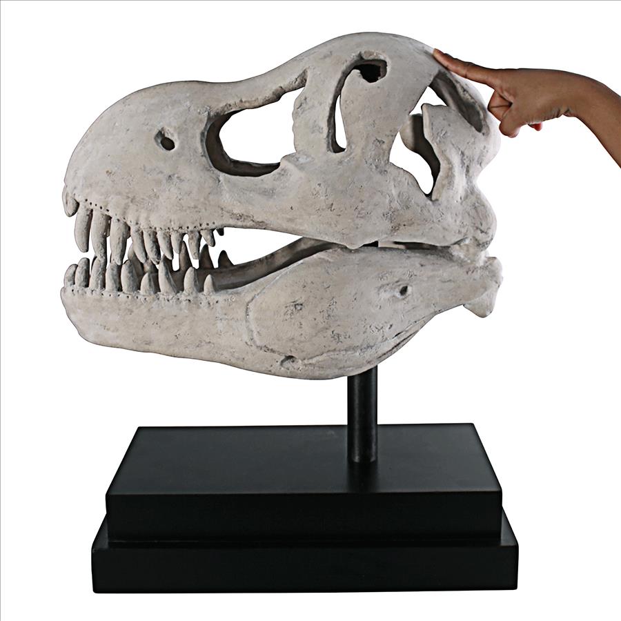 T-Rex Dinosaur Skull Fossil Statue on Museum Mount