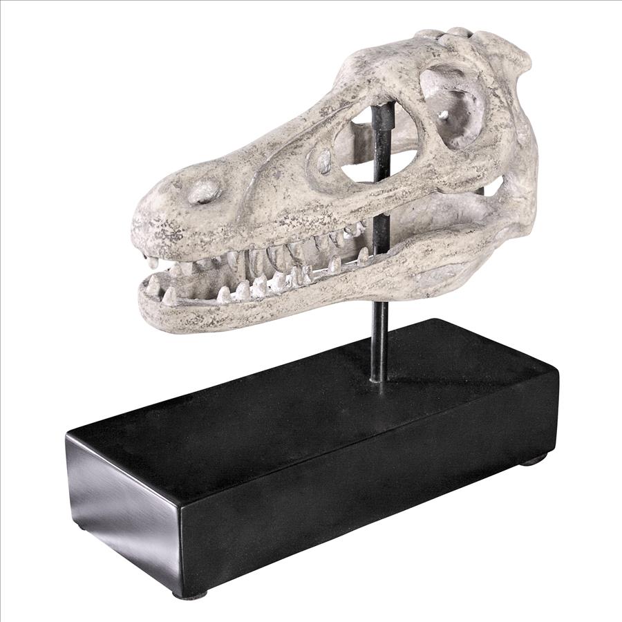 Velociraptor Dinosaur Skull Fossil Statue on Museum Mount