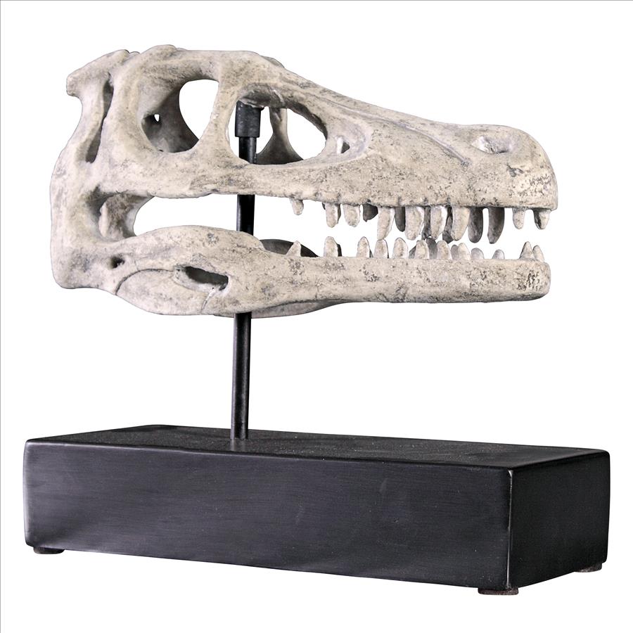 Velociraptor Dinosaur Skull Fossil Statue on Museum Mount