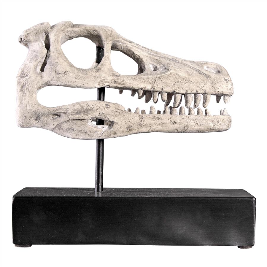 Velociraptor Dinosaur Skull Fossil Statue on Museum Mount