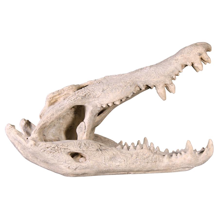 Crocodile Skull Sculptural Artifact