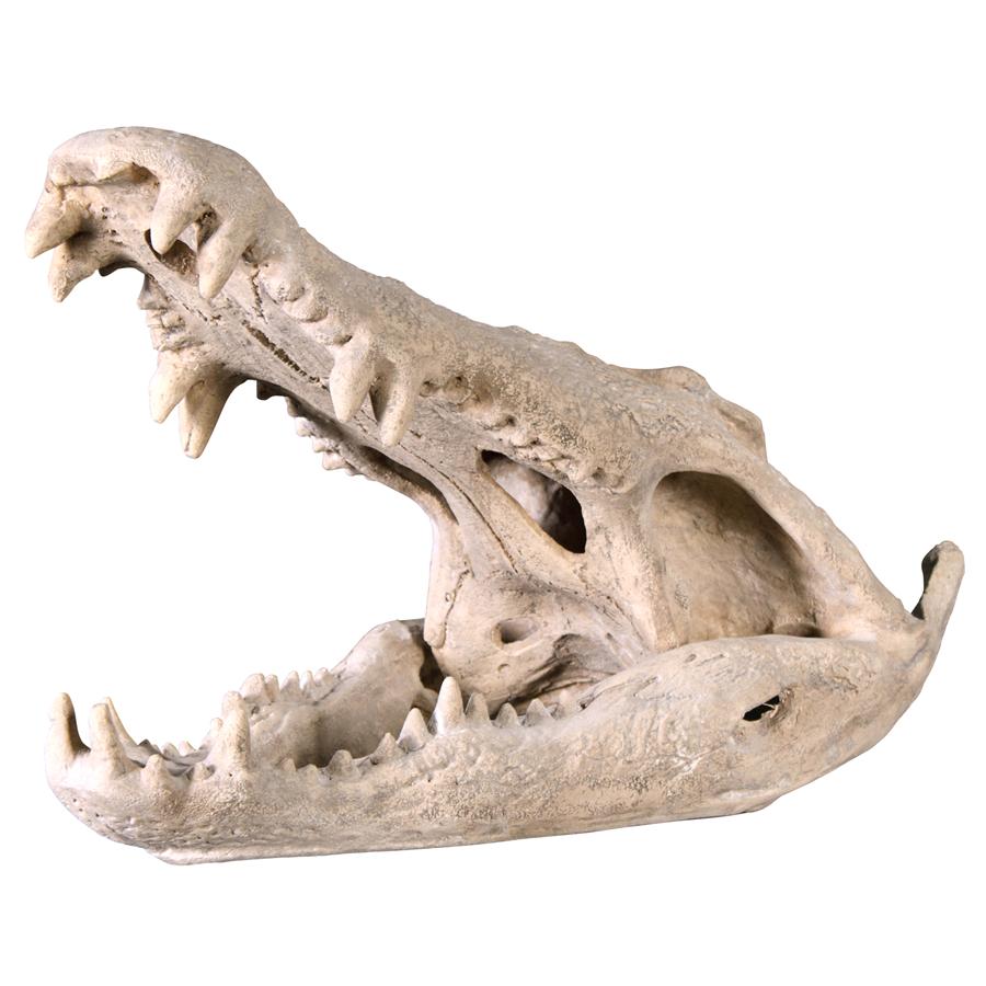 Crocodile Skull Sculptural Artifact