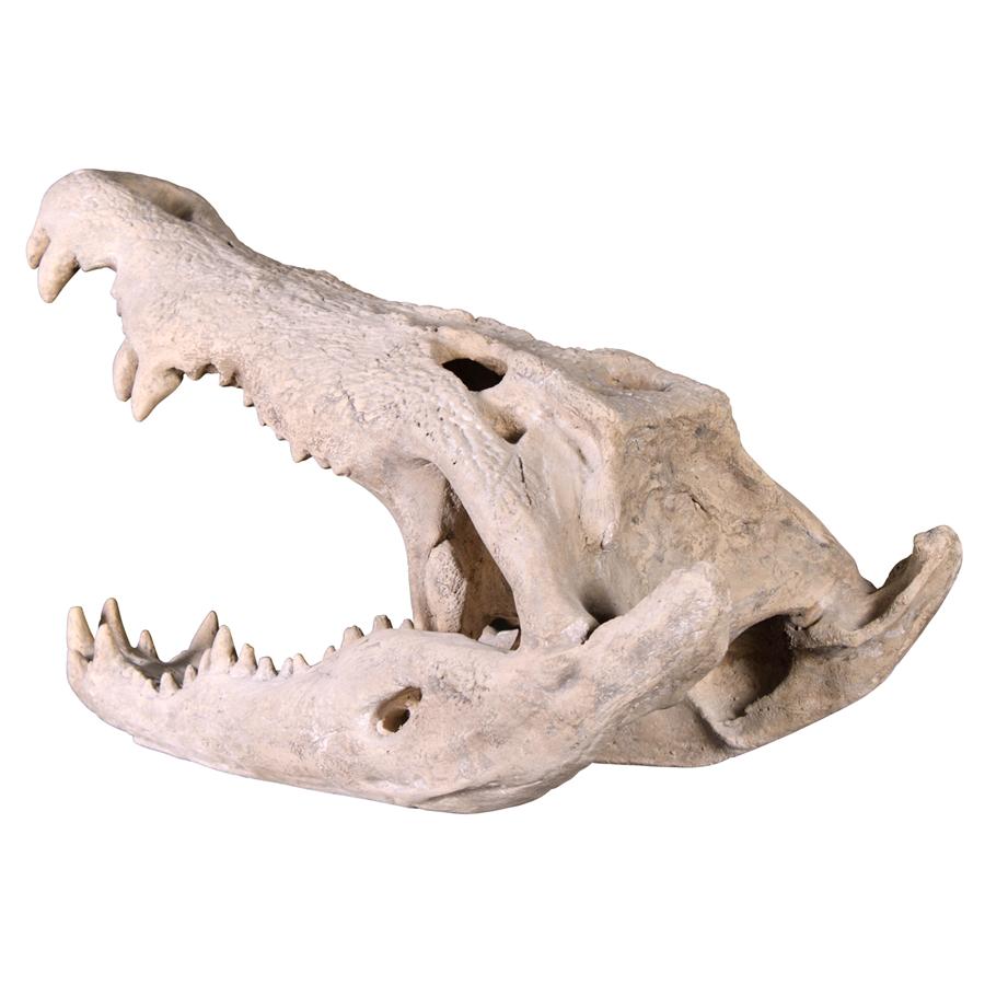 Crocodile Skull Sculptural Artifact