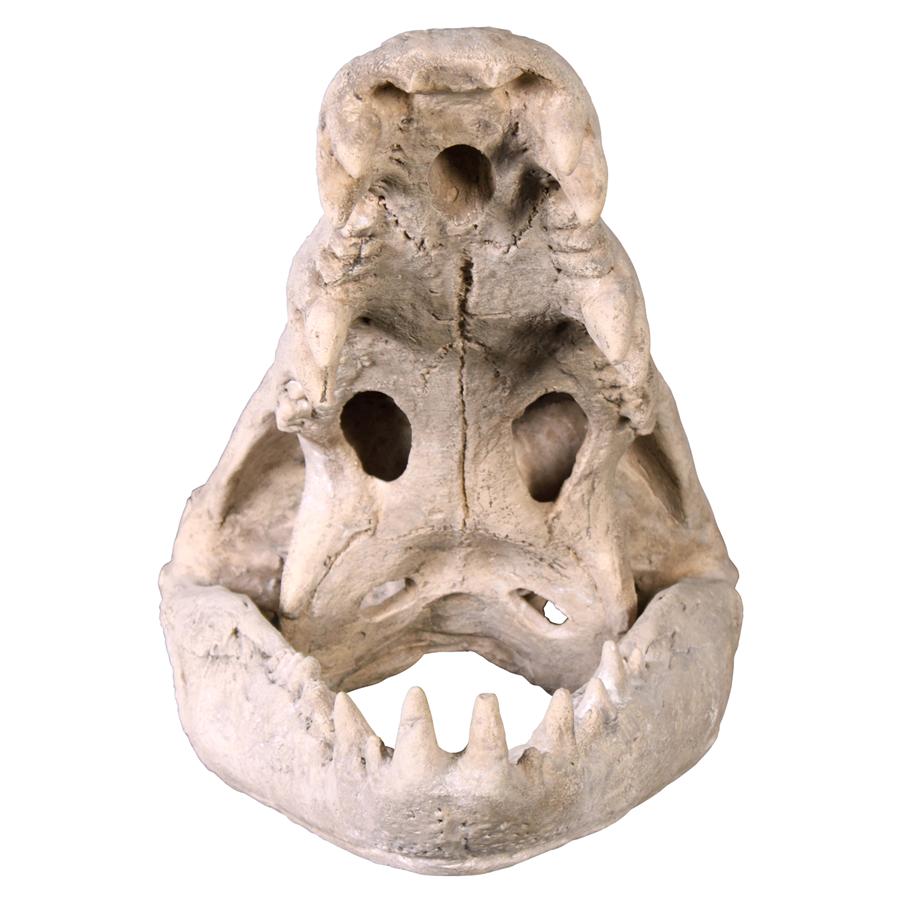 Crocodile Skull Sculptural Artifact