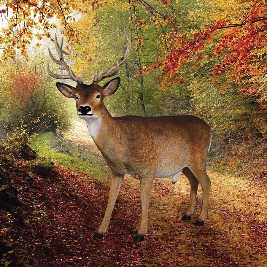 Forest White Tailed Buck, Male Deer Statue