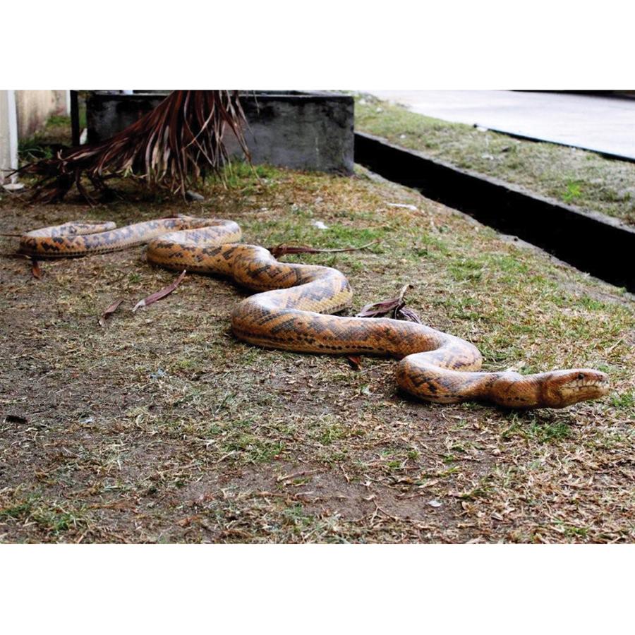 Giant Burmese Python Snake Statue