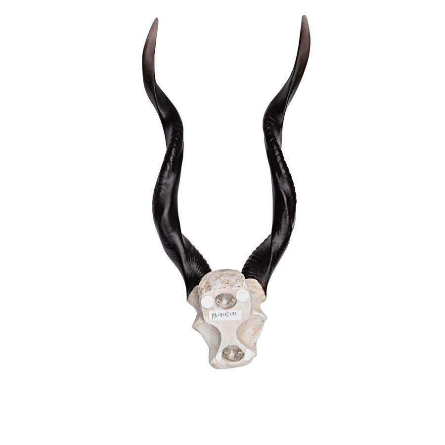 Kudu African Wall Trophy: Each