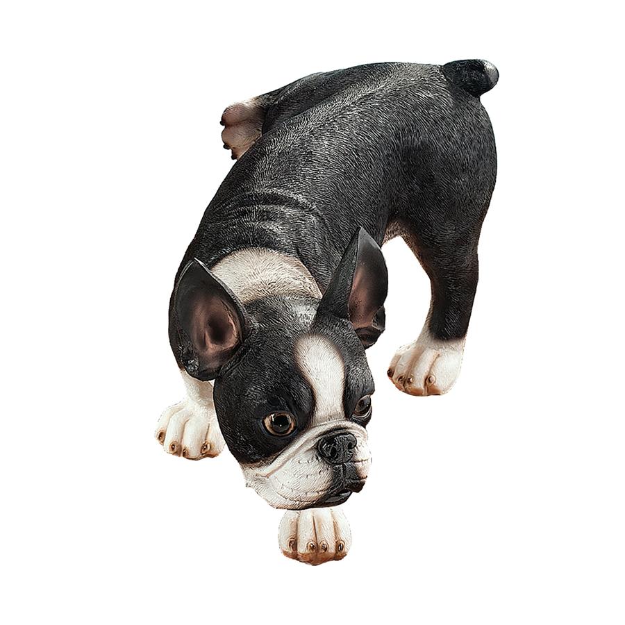 Lifting a Leg Naughty Boston Terrier Dog Statue